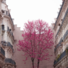 Dream tree Juliste